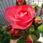 Apartman Apartma Pr Martin