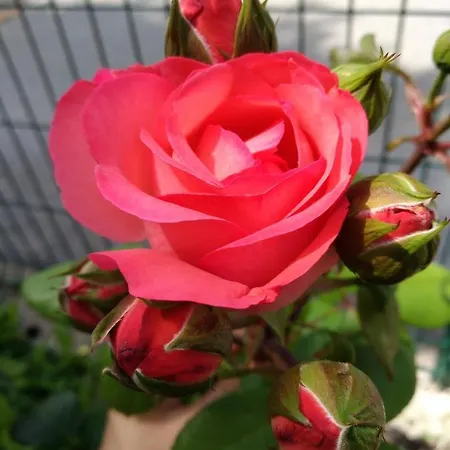 Daire Apartma Pr Martin